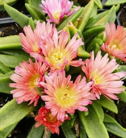 Delosperma 'Peach Star'