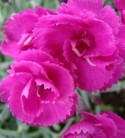 Nageljček Dianthus plumarius 'Warden Hybrid'