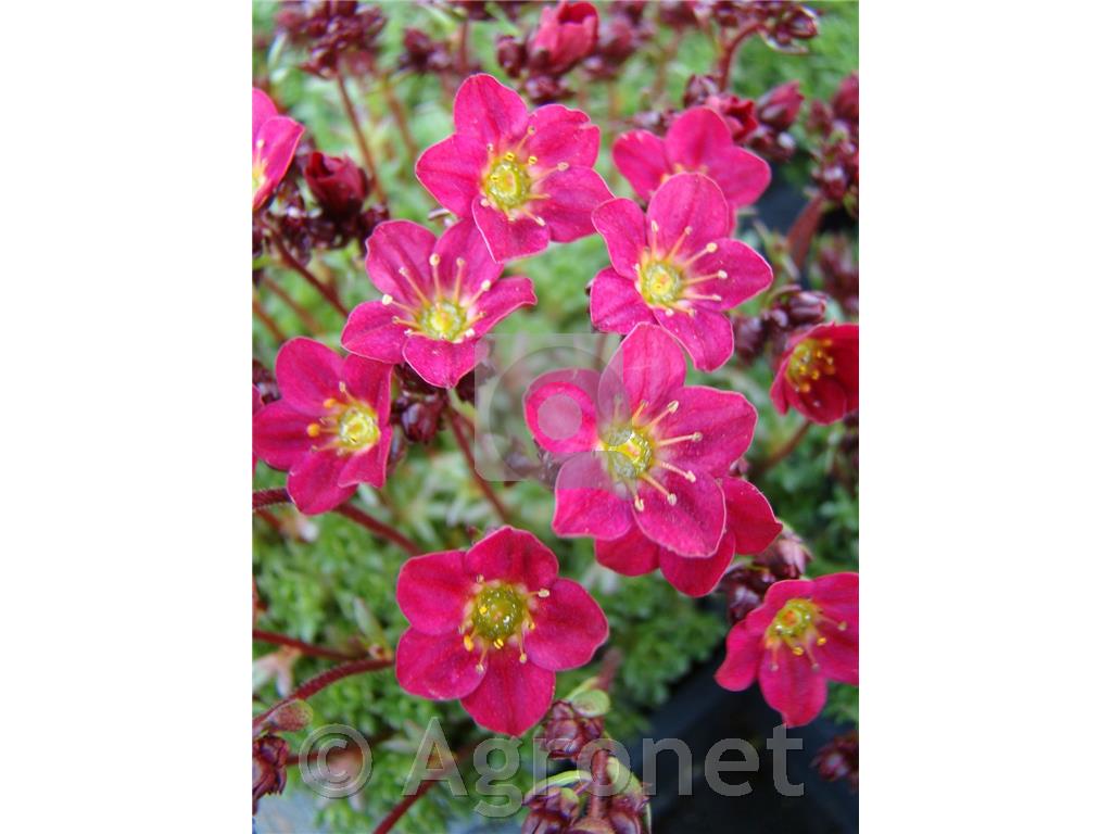 Kamnokreč Saxifraga x arendsii 'Pixi Pan Red'
