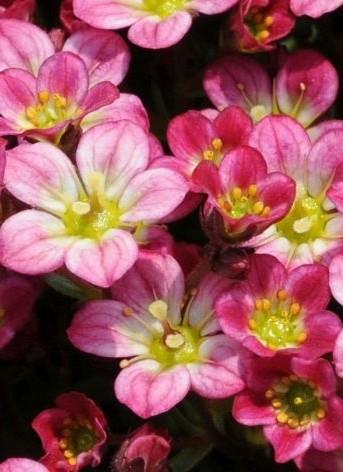 Kamnokreč Saxifraga x arendsii 'Pixi Pan Red'