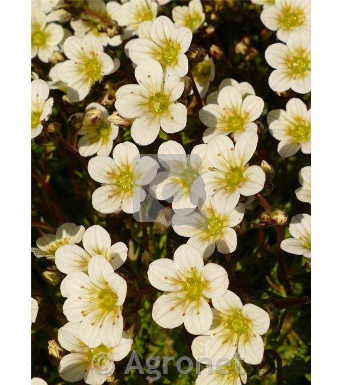 Kamnokreč Saxifraga x arendsii 'Pixi Pan Red'