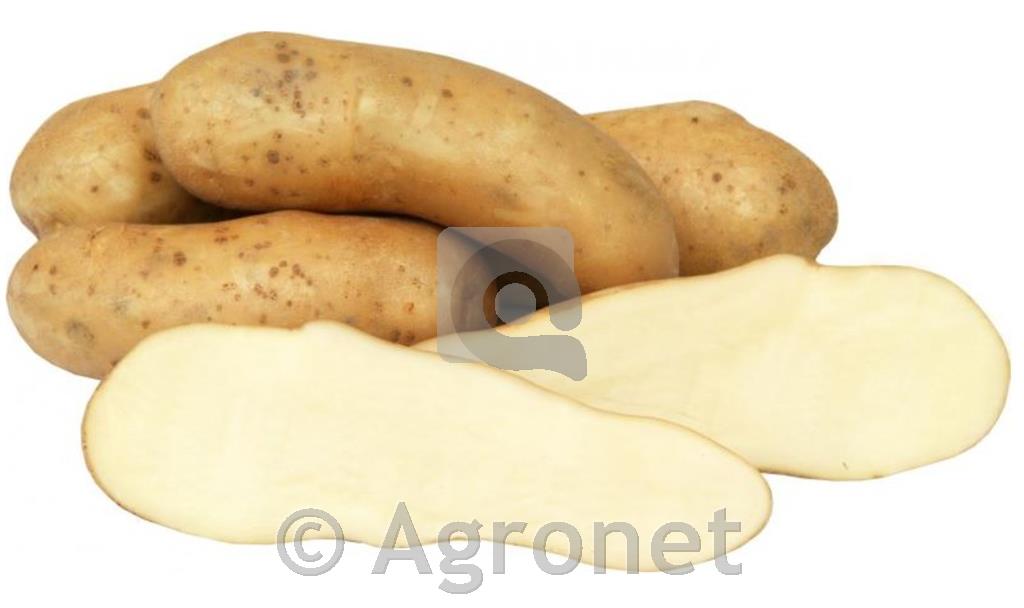 Krompir Kresnik (kifeljčar) A 25/35 1,9kg