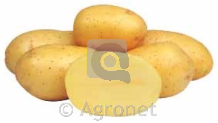 Krompir sorta Marabel A 28/35 25 kg