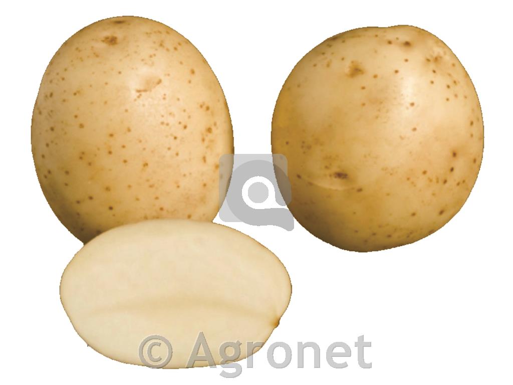 Krompir Ranomi A 28/35 25kg
