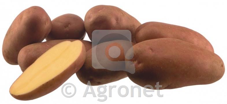 Krompir Manitou A 3kg