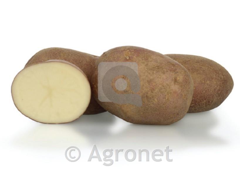 Krompir KIS Vipava E 35/55 5kg