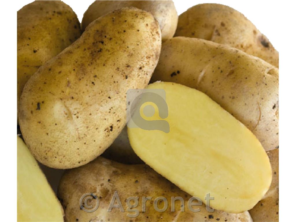 Krompir Gourmandine A 28/30 3 kg