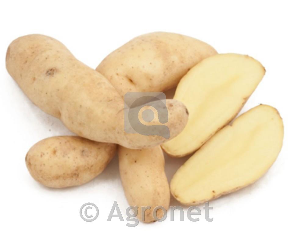 Krompir Ratte A 32/45 3 kg