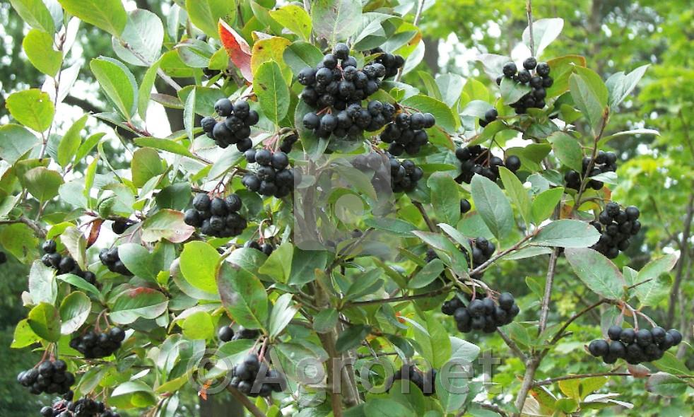 Aronija Nero