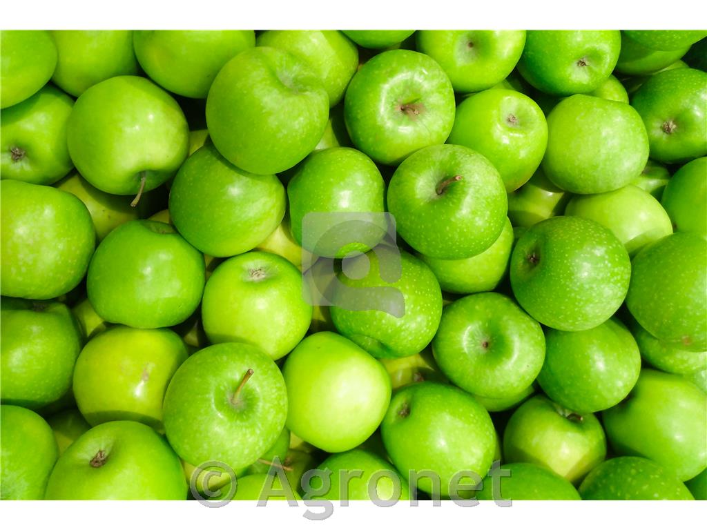 Jablana Granny Smith M9