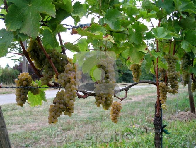 Sauvignon
