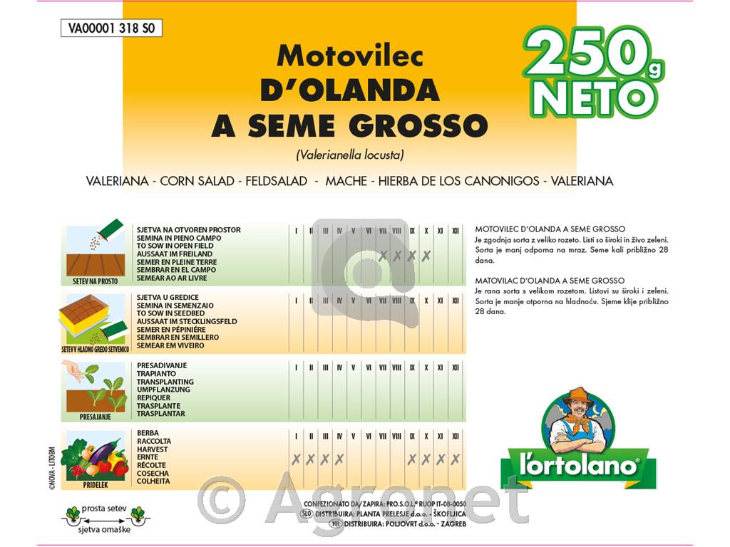 Motovilec holandski grosso, 250gr