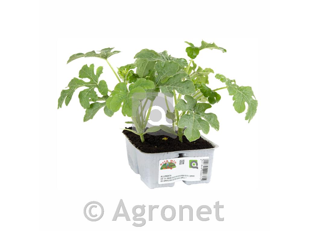 Lubenica podolgovata progasta Regina F1, 4 kos