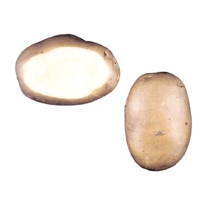 Krompir Primura E 35/55 25 kg