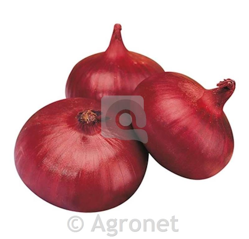 Čebula Rossa di Breme, 12 kos