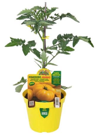 Paradižnik rumeni var. Ananas F1, 1 kos