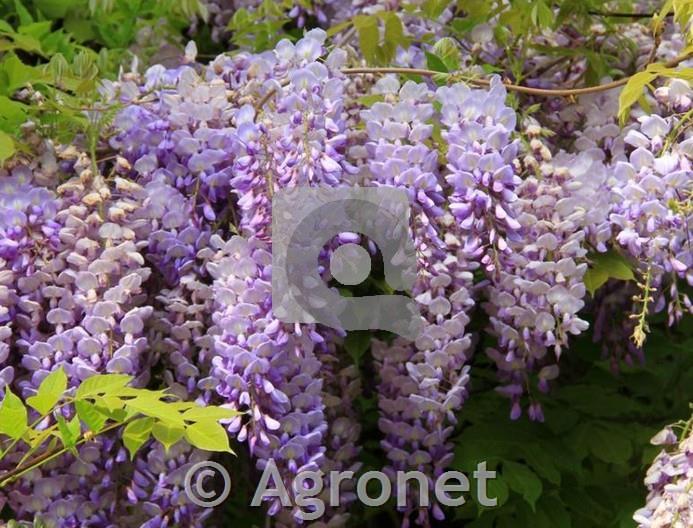 Wisteria sinensis - glicinija