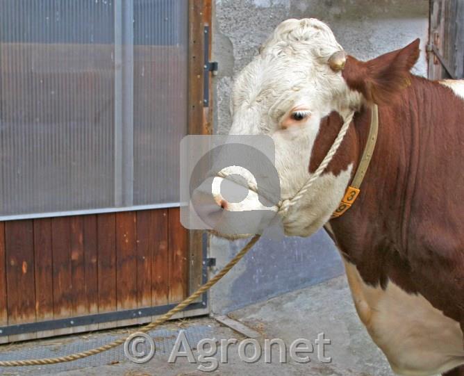 Vrv za vodenje Relax 16mm 5m