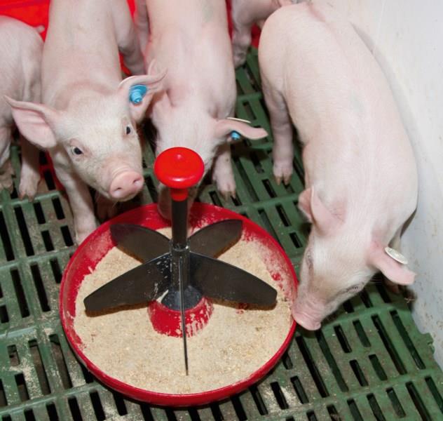 Krmilnik za pujske Mini-Piglet