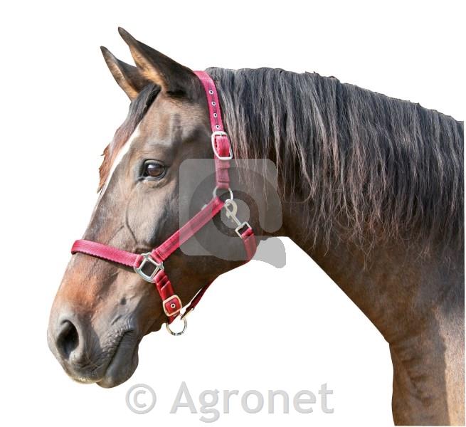 Hlevska uzda Mustang L, rdeča