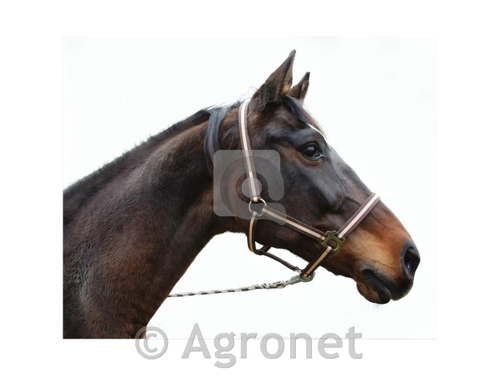 Uzda hlevska Hippo XL, črna