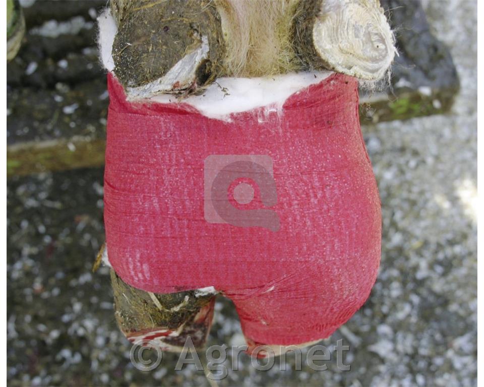 Povoj EquiLastic za konja 7,5cm × 4,5m, rdeč