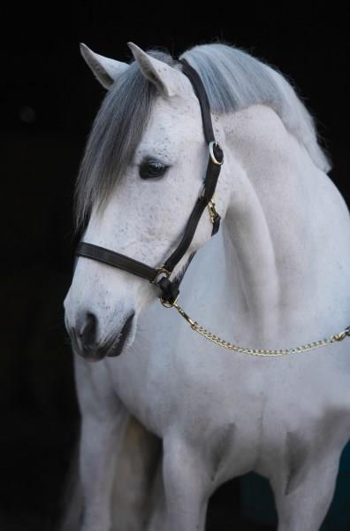 UZDA hlevska usnjena - XL črna