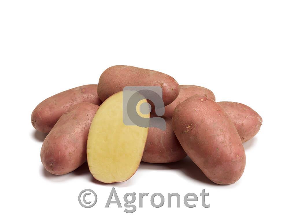 Krompir