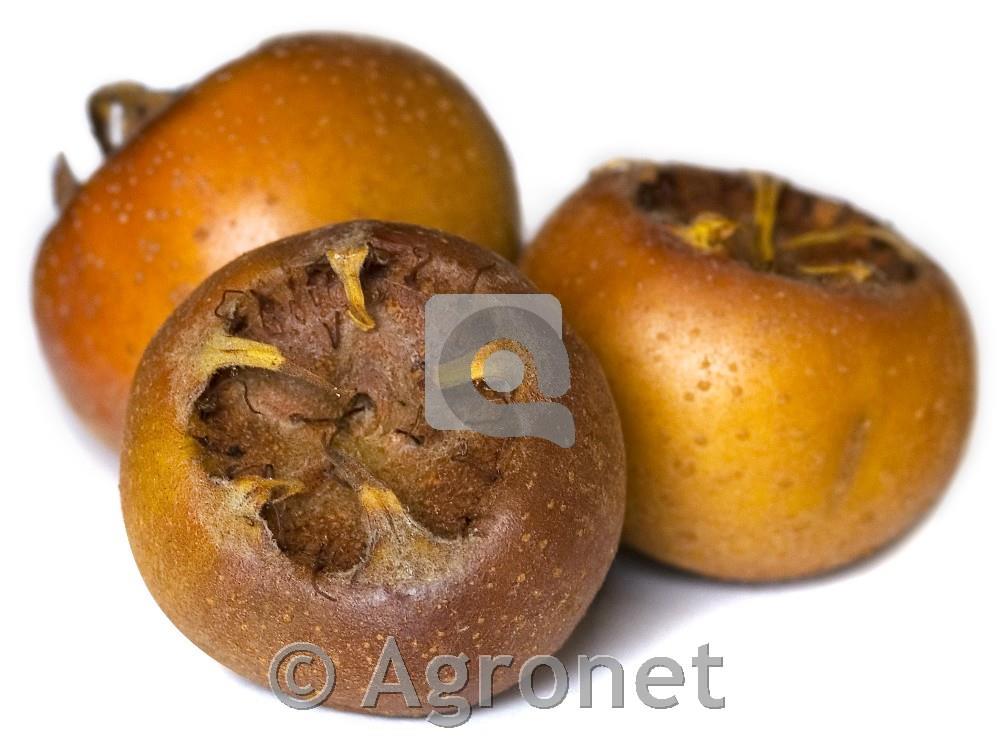 Nešplja