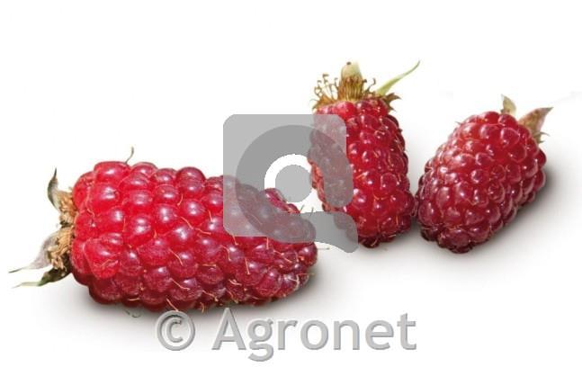 Tayberry
