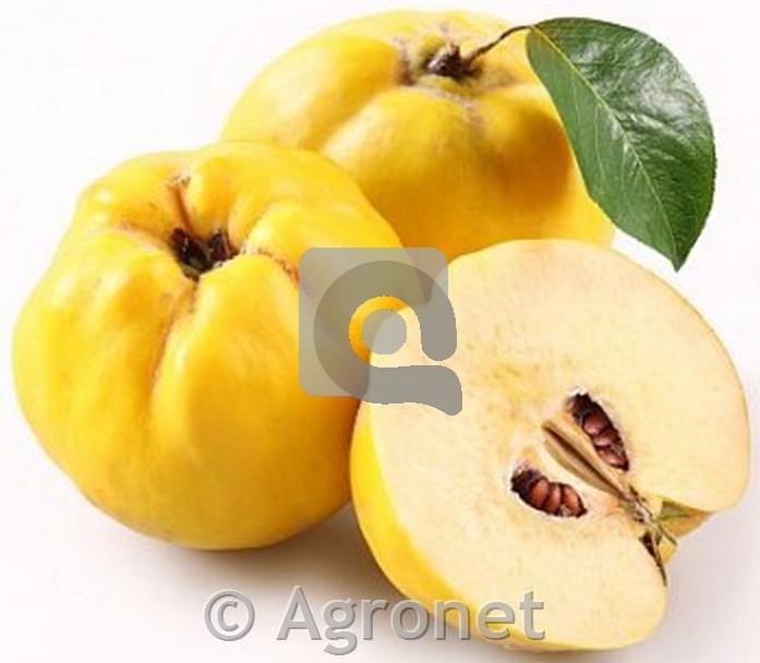 Kutina