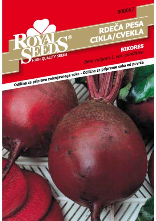Rdeča pesa