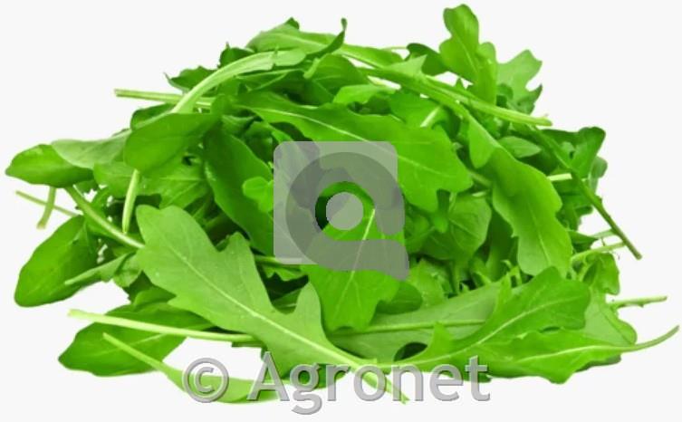 Rukola