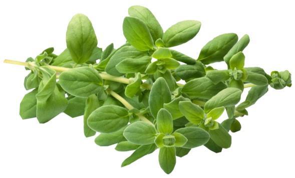 Majaron