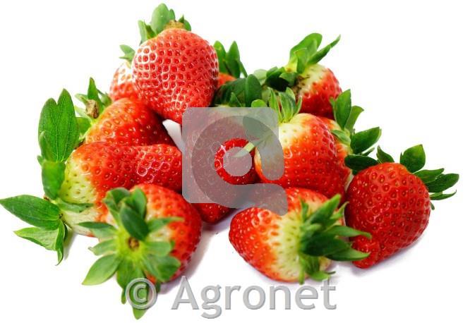 Jagode