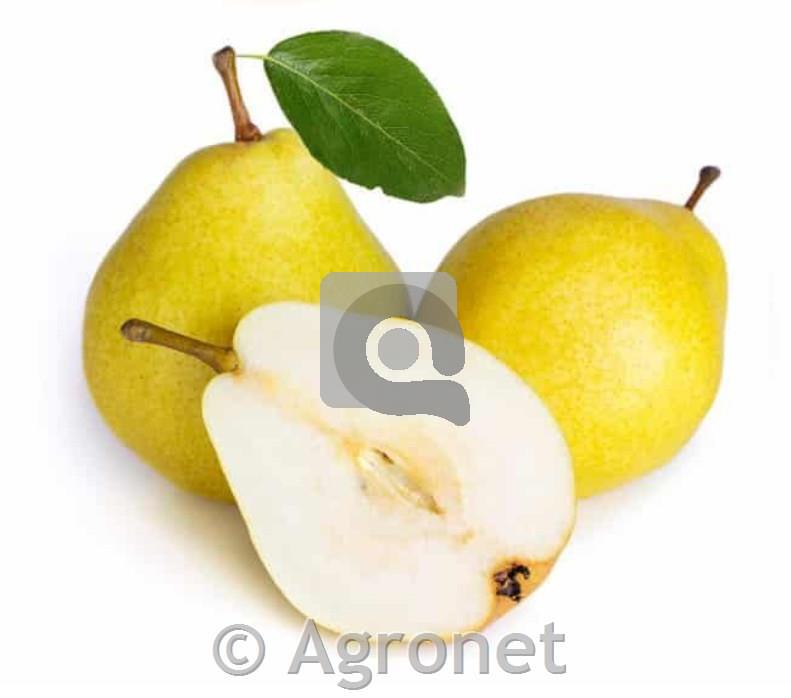 Hruške