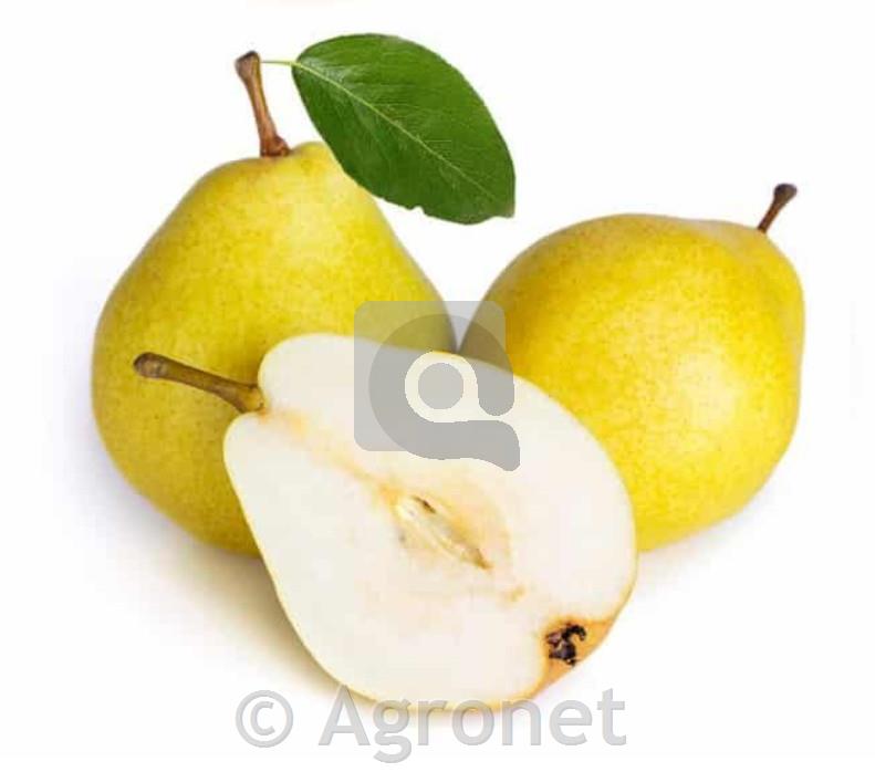 Hruške