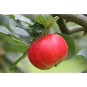 Jablana (Malus) Discovery M7-novejša odporna sorta jablane