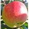 Jablana (Malus) James Grieve M7-novejša sorta jablane