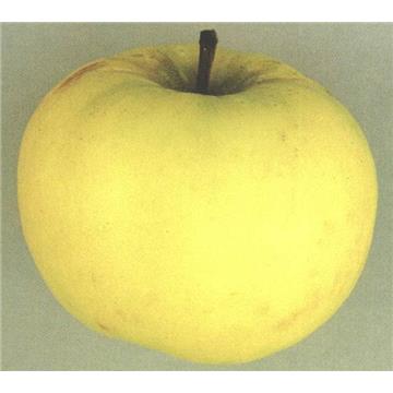 Jablana (Malus) Dolenjska voščenka M7-stara sorta jablane