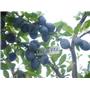 Sliva (Prunus domestica) Valjevka MIRABOLANA