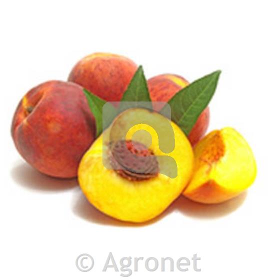 Breskev (Prunus persica) Springbelle - GF 677