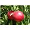 Nektarina (Prunus) Spring red BRESKOV SEJANEC