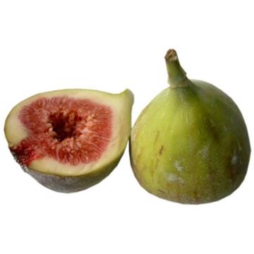 Figa - smokva (Ficus carica) Dottato