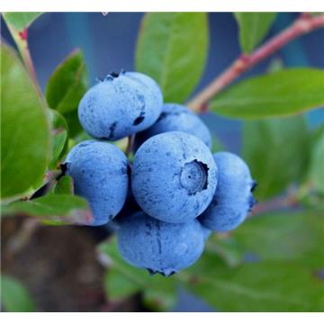 Ameriška borovnica Brigitta Blue (Večja sadika)
