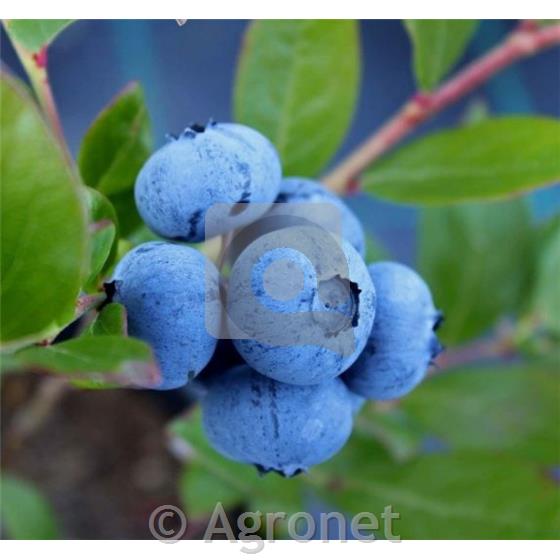 Ameriška borovnica Brigitta Blue (Večja sadika)