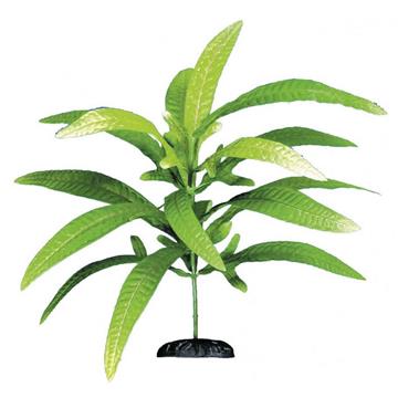 Dekoracijska rastlina Microsorium