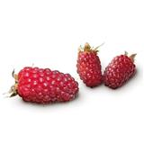 Tayberry